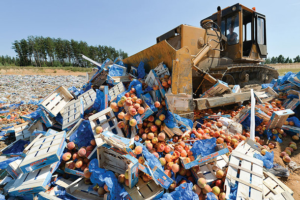 A worker uses a bulldozer to crush crates of peaches outside the city of Novozybkov, about 600 km from Moscow, on August 7, 2015. Russian officials on August 6 steamrollered tonnes of cheese as they began a controversial drive to destroy Western food smuggled into the crisis-hit country despite a public outcry. President Vladimir Putin last week signed a decree ordering the trashing of all food -- from gourmet cheeses to fruit and vegetables -- that breaches a year-old embargo on Western imports imposed in retaliation to sanctions over the Ukraine crisis. AFP PHOTO / ONLINER.BY