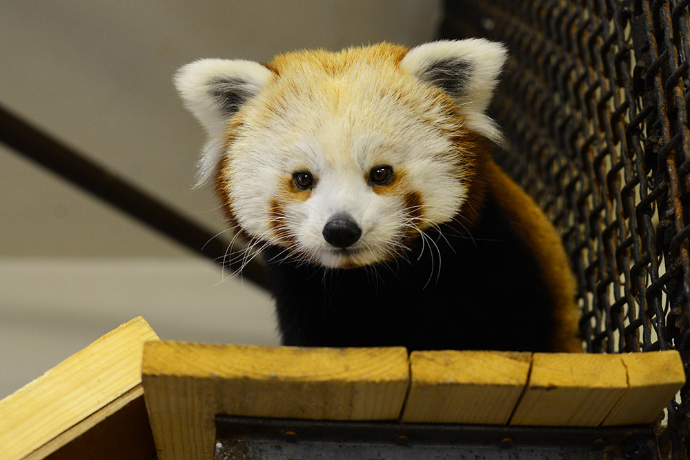Zena the Red Panda (Photo: Gazeta.ru)