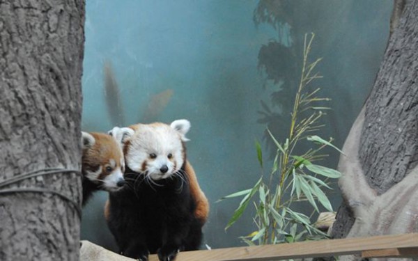 The two red pandas meet each other at the Moscow Zoo (Photo from the Moscow Zoo website)
